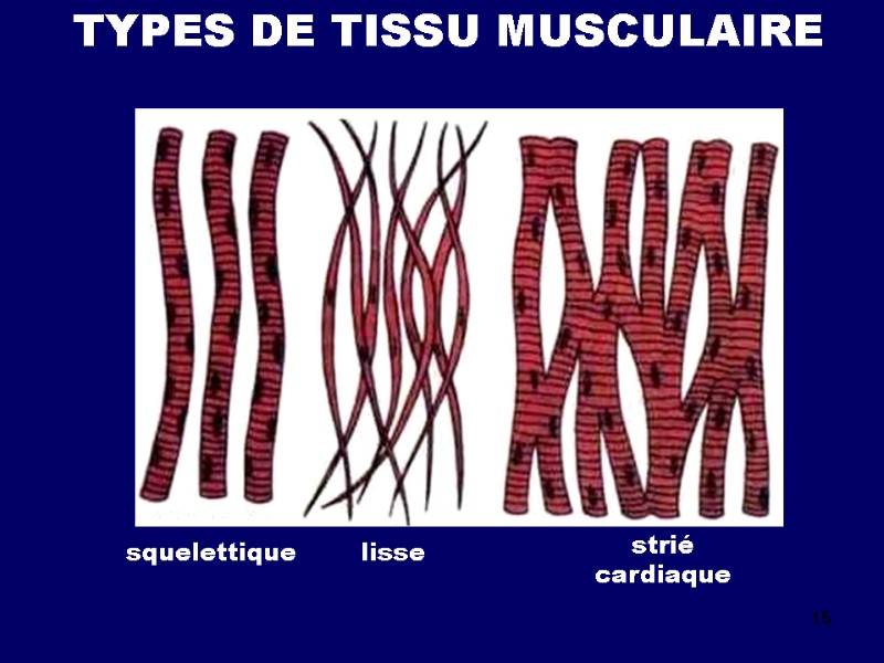 15 TYPES DE TISSU MUSCULAIRE squelettique lisse strié cardiaque